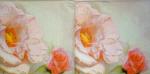 554 Rosen - 3-lagig -  (0365) - Ashdene - Peter Laumann